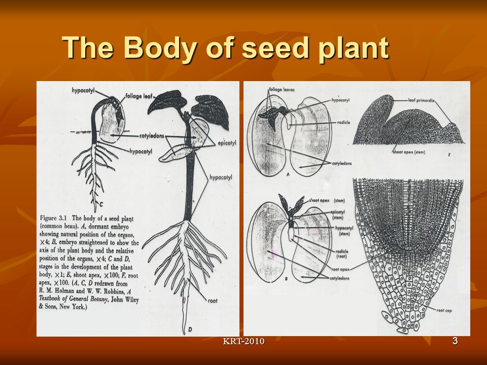 KRT The Body of seed plant