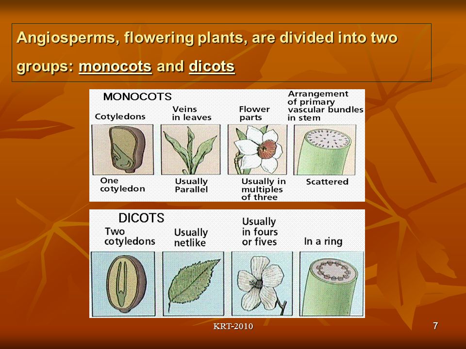 KRT Angiosperms, flowering plants, are divided into two groups: monocots and dicots monocotsdicotsmonocotsdicots