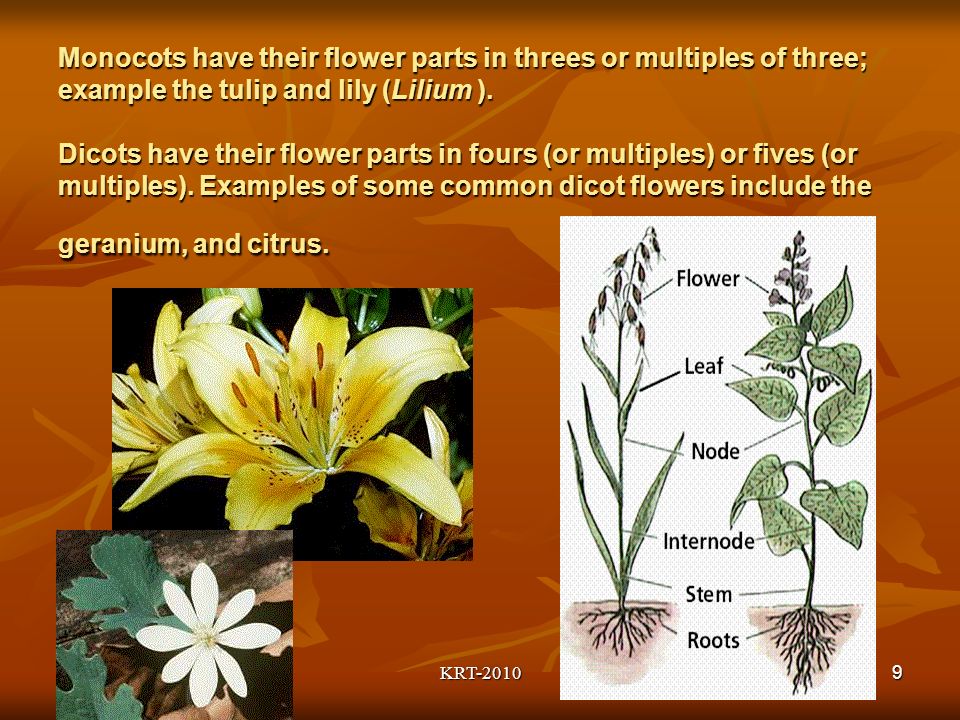 KRT Monocots have their flower parts in threes or multiples of three; example the tulip and lily (Lilium ).
