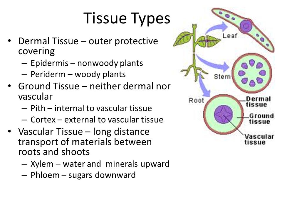 Tissue Types Dermal Tissue – outer protective covering – Epidermis – nonwoody plants – Periderm – woody plants Ground Tissue – neither dermal nor vascular – Pith – internal to vascular tissue – Cortex – external to vascular tissue Vascular Tissue – long distance transport of materials between roots and shoots – Xylem – water and minerals upward – Phloem – sugars downward