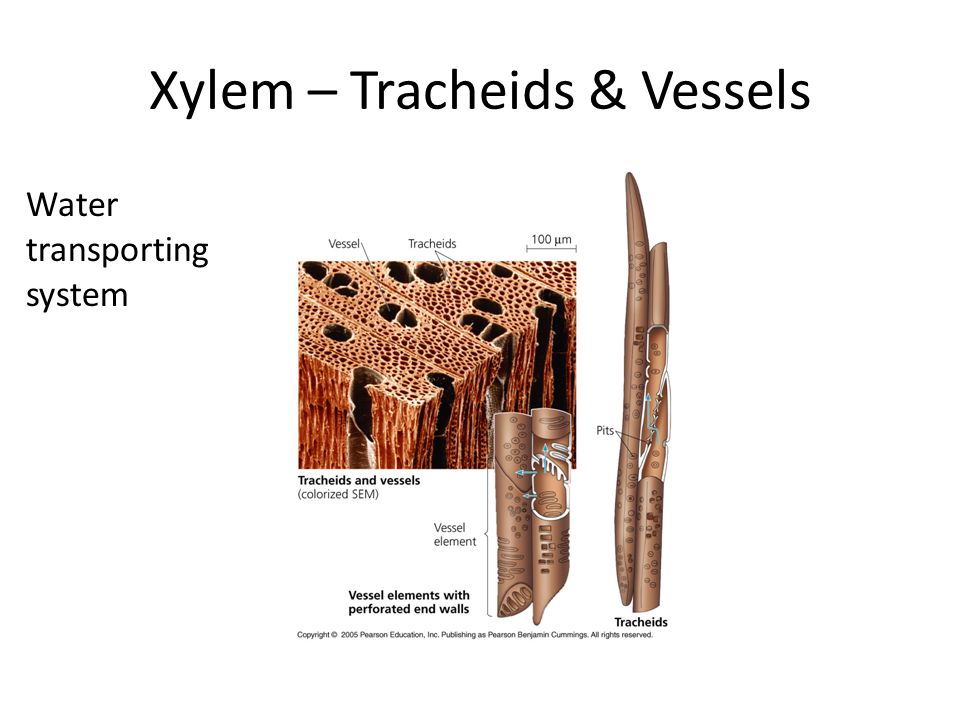 Xylem – Tracheids & Vessels Water transporting system