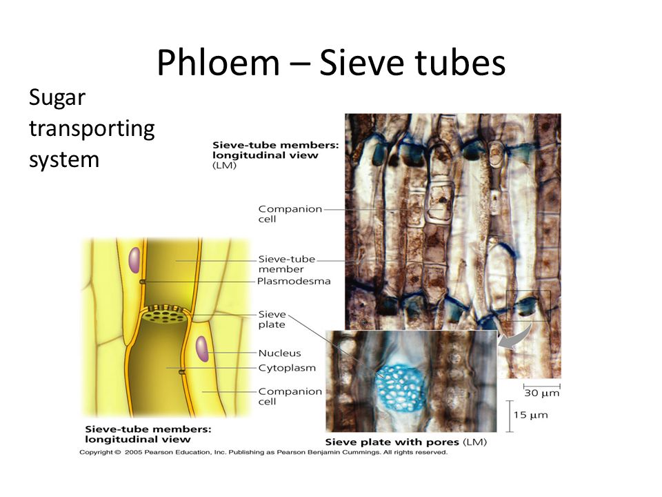 Phloem – Sieve tubes Sugar transporting system