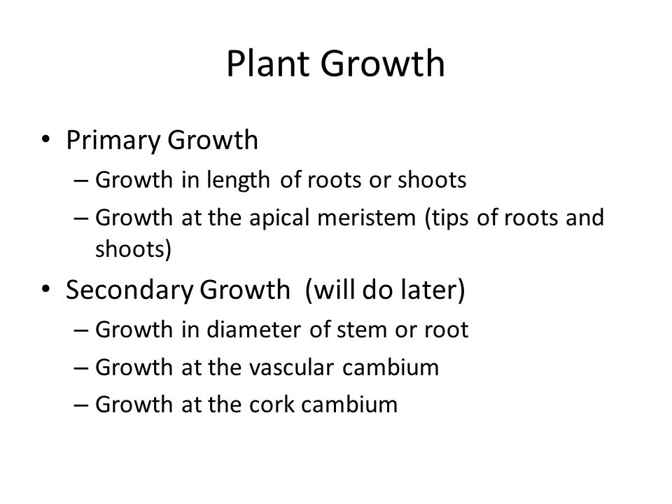 Plant Growth Primary Growth – Growth in length of roots or shoots – Growth at the apical meristem (tips of roots and shoots) Secondary Growth (will do later) – Growth in diameter of stem or root – Growth at the vascular cambium – Growth at the cork cambium