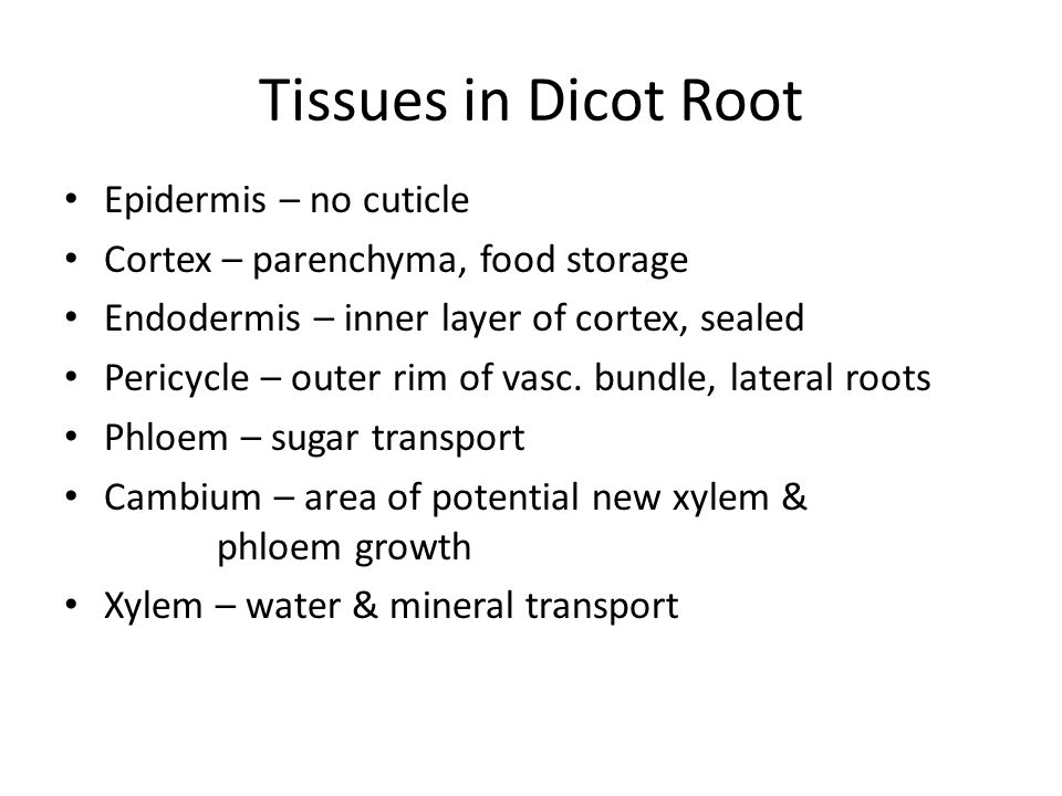 Tissues in Dicot Root Epidermis – no cuticle Cortex – parenchyma, food storage Endodermis – inner layer of cortex, sealed Pericycle – outer rim of vasc.