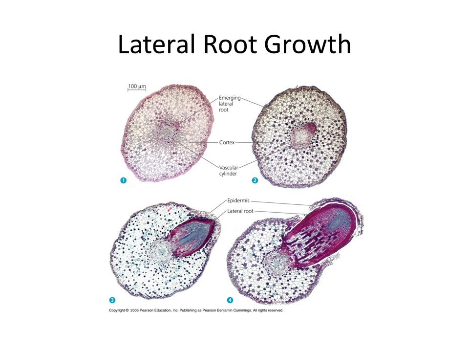 Lateral Root Growth