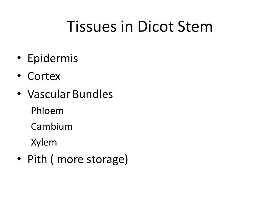 Tissues in Dicot Stem Epidermis Cortex Vascular Bundles Phloem Cambium Xylem Pith ( more storage)