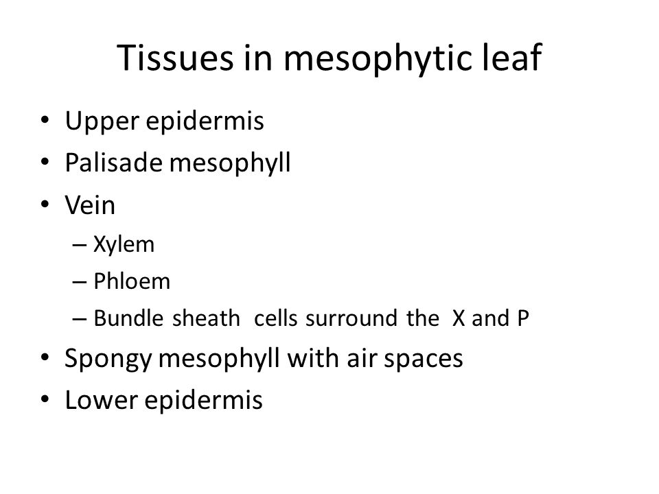 Tissues in mesophytic leaf Upper epidermis Palisade mesophyll Vein – Xylem – Phloem – Bundle sheath cells surround the X and P Spongy mesophyll with air spaces Lower epidermis