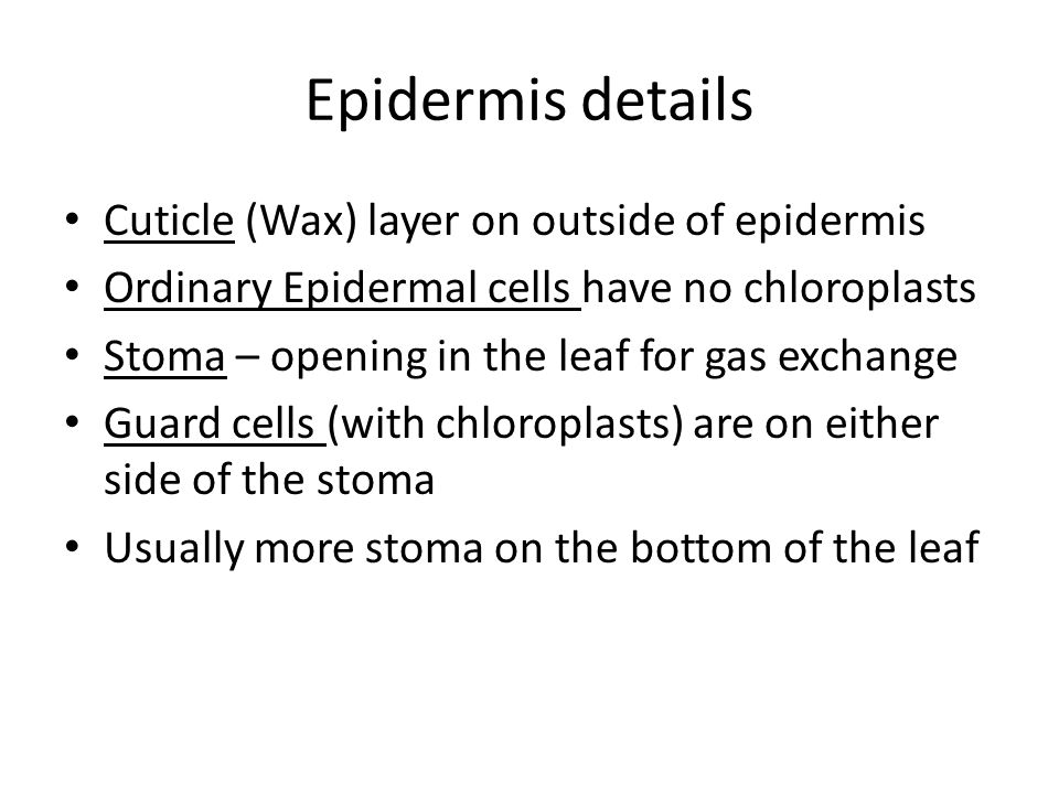 Epidermis details Cuticle (Wax) layer on outside of epidermis Ordinary Epidermal cells have no chloroplasts Stoma – opening in the leaf for gas exchange Guard cells (with chloroplasts) are on either side of the stoma Usually more stoma on the bottom of the leaf