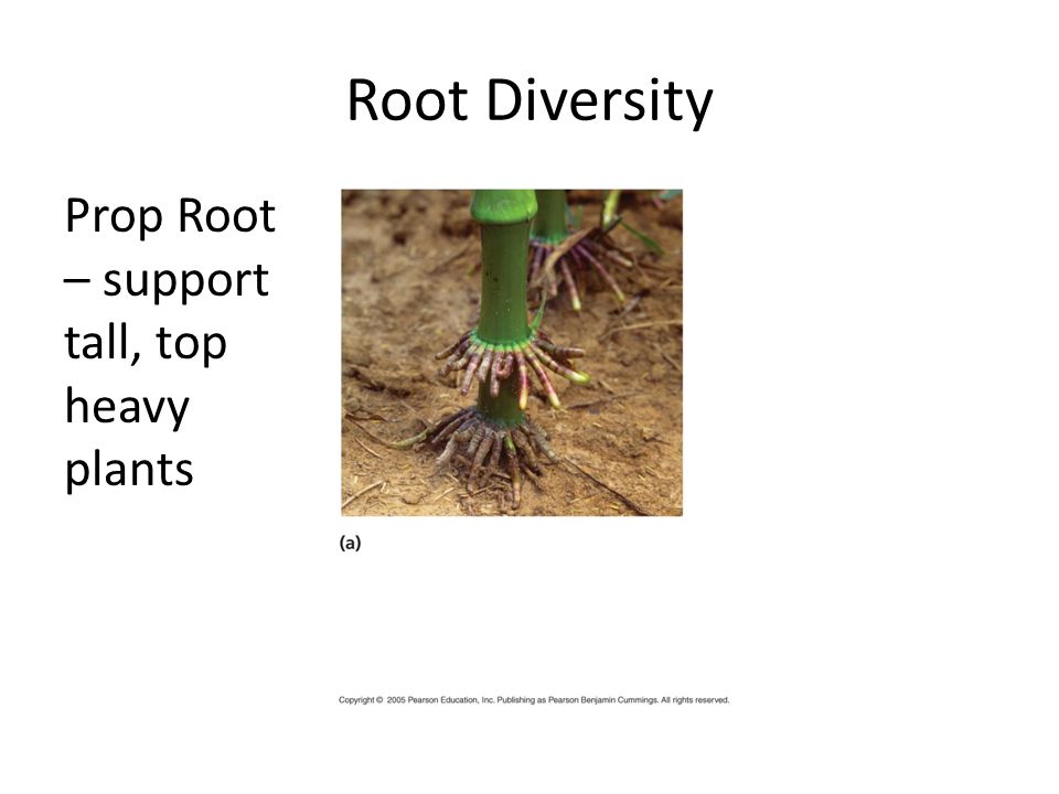 Root Diversity Prop Root – support tall, top heavy plants