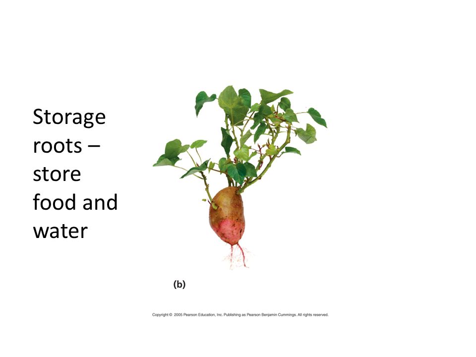 Storage roots – store food and water