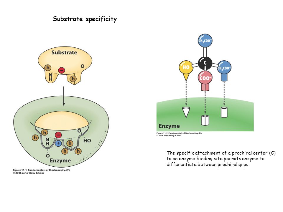 Тест на ферменты. Enzyme Biochemistry. GRPS. Bio Enzyme. Forms of Organization of Enzymes in Cells.