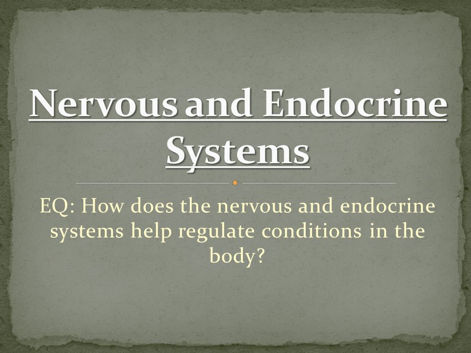 EQ: How does the nervous and endocrine systems help regulate conditions in the body