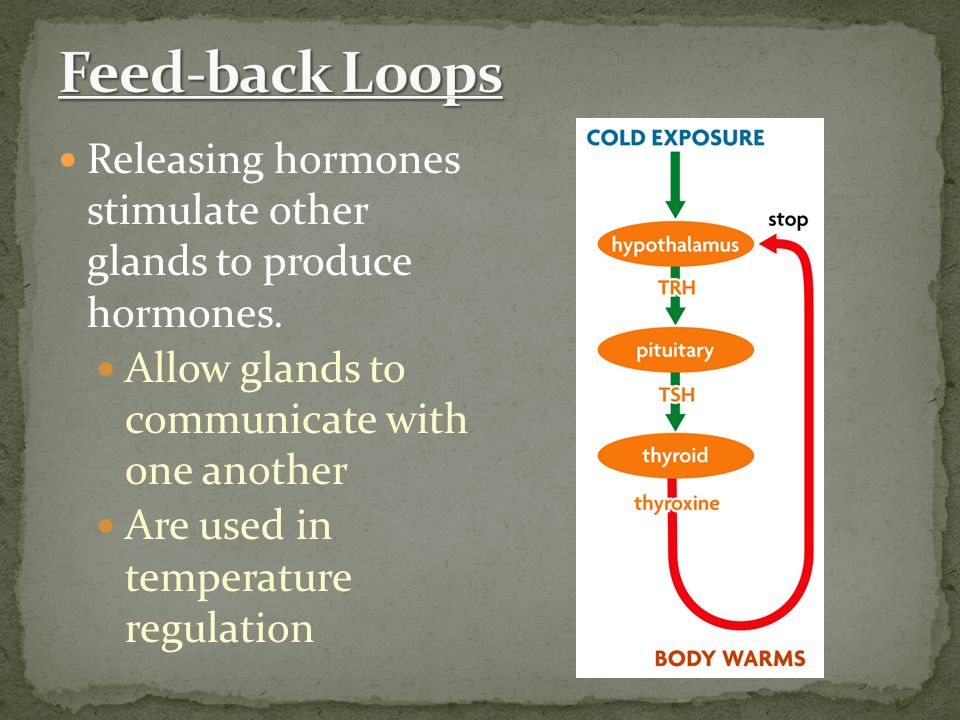Releasing hormones stimulate other glands to produce hormones.