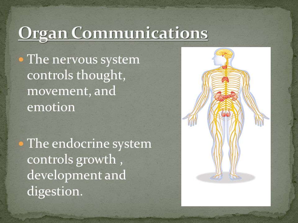 The nervous system controls thought, movement, and emotion The endocrine system controls growth, development and digestion.