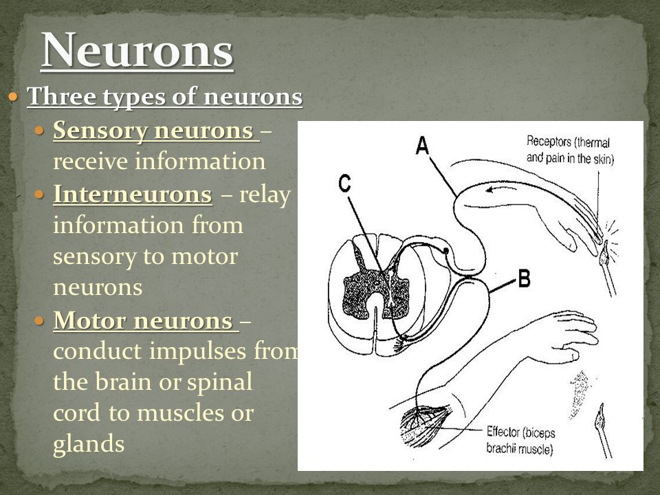 Three types of neurons Three types of neurons Sensory neurons Sensory neurons – receive information Interneurons Interneurons – relay information from sensory to motor neurons Motor neurons Motor neurons – conduct impulses from the brain or spinal cord to muscles or glands