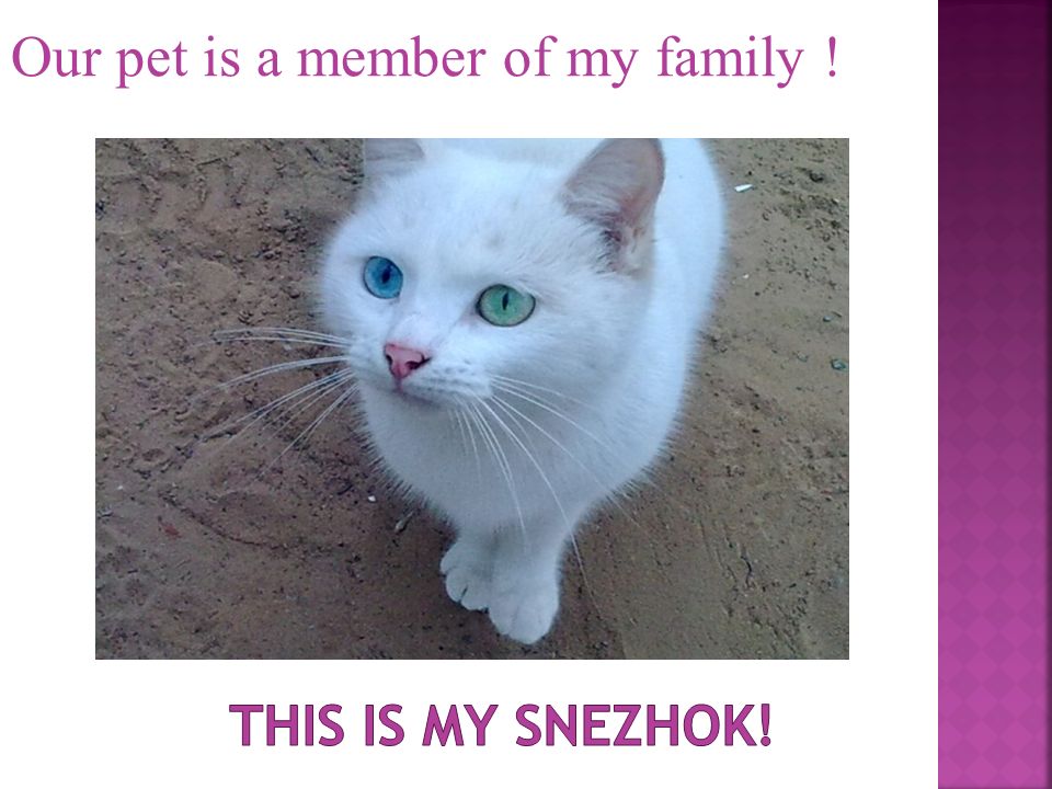 Our pet is a member of my family !