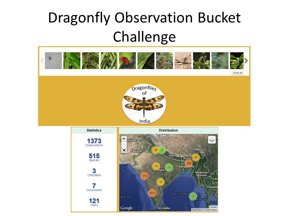 Dragonfly Observation Bucket Challenge