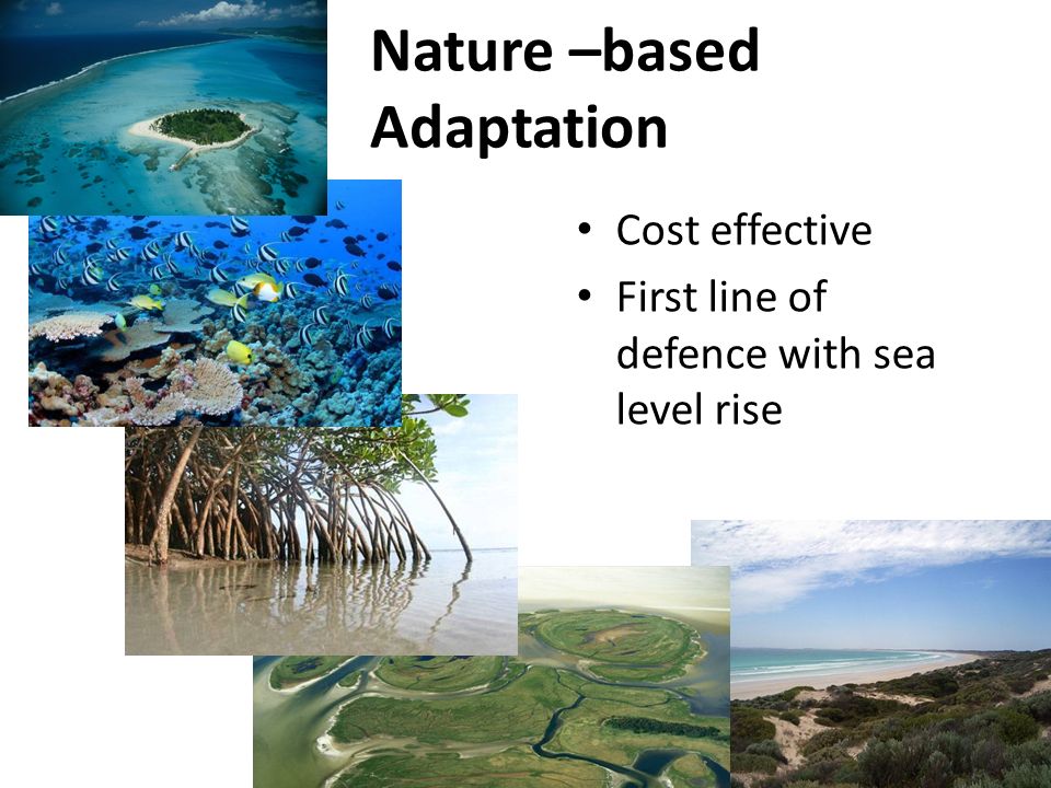 Nature –based Adaptation Cost effective First line of defence with sea level rise