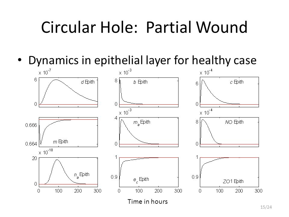 Circular Hole: Partial Wound Dynamics in epithelial layer for healthy case Time in hours 15/24
