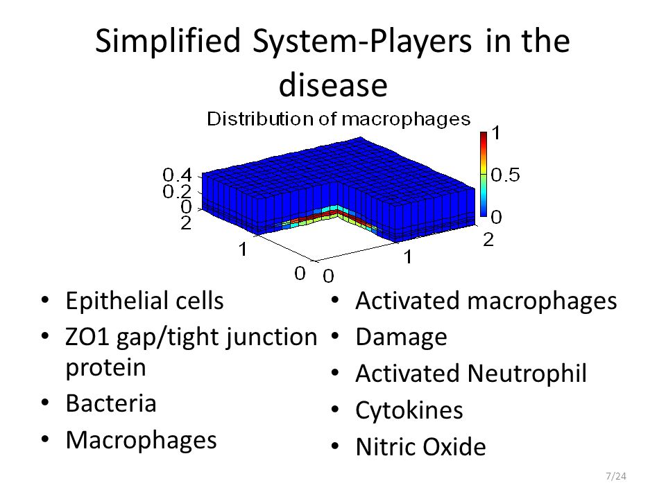 Simplified System-Players in the disease Epithelial cells ZO1 gap/tight junction protein Bacteria Macrophages Activated macrophages Damage Activated Neutrophil Cytokines Nitric Oxide 7/24