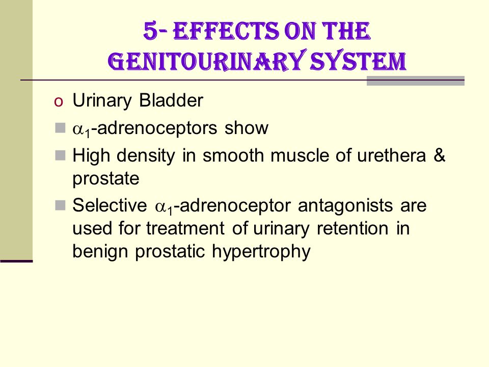 5- Effects on the genitourinary system o Urinary Bladder  1 -adrenoceptors show High density in smooth muscle of urethera & prostate Selective  1 -adrenoceptor antagonists are used for treatment of urinary retention in benign prostatic hypertrophy