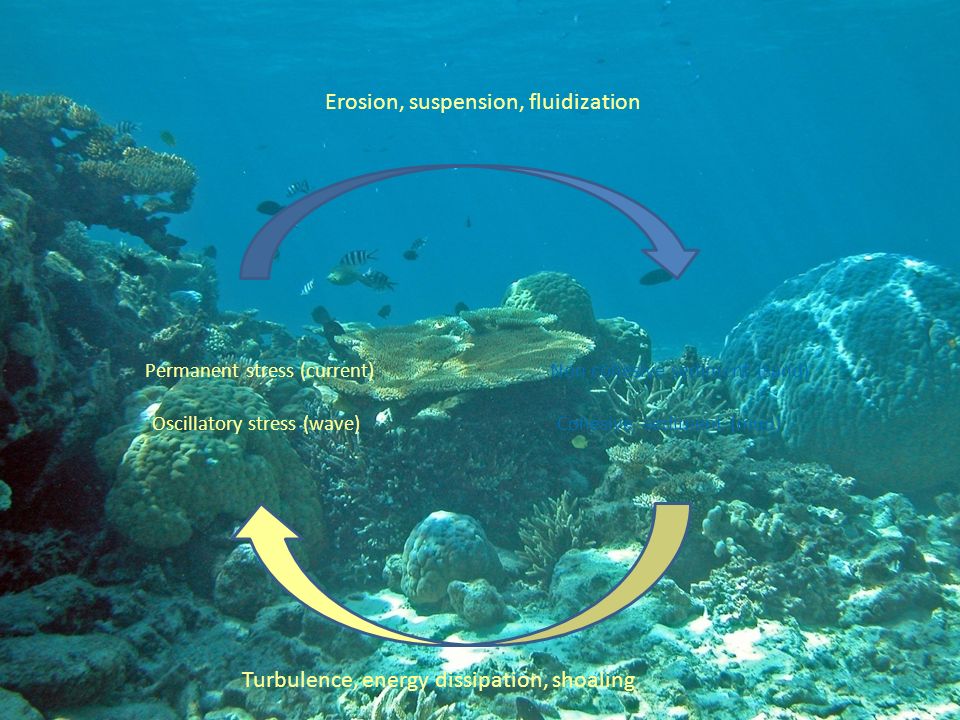 FORCING Permanent stress (current) Oscillatory stress (wave) SEABEDS Non cohesive sediment (sand) Cohesive sediment (mud) Erosion, suspension, fluidization Turbulence, energy dissipation, shoaling