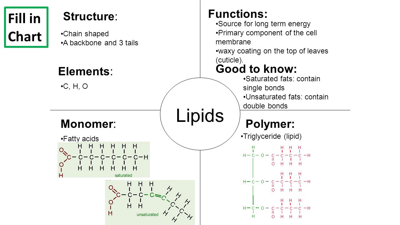 Monomer And Polymer Chart