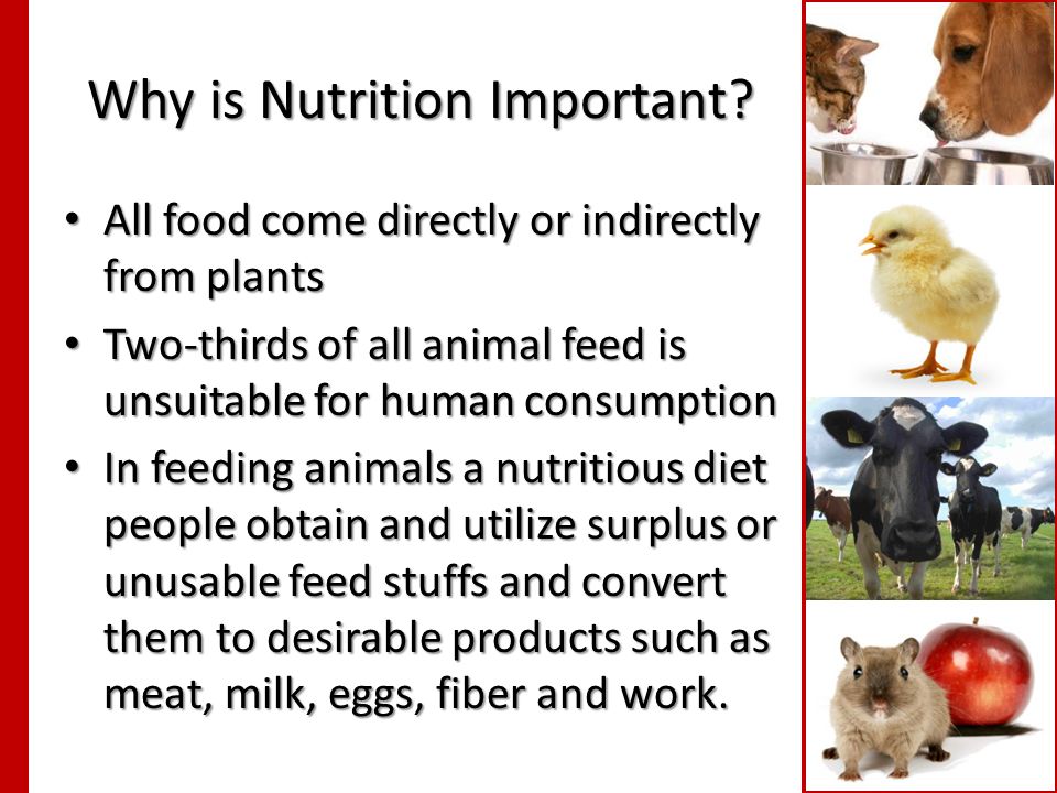 Animal Nutrition Basics Animal Technology Michelle Guthrie, . - ppt  download