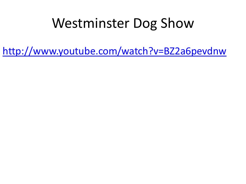 Westminster Dog Show   v=BZ2a6pevdnw