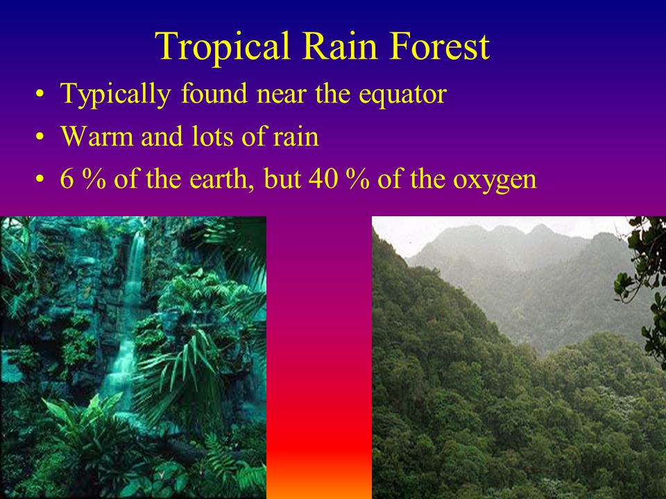 Tropical Rain Forest Typically found near the equator Warm and lots of rain 6 % of the earth, but 40 % of the oxygen