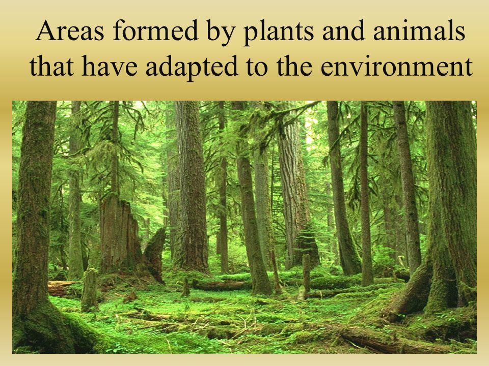 Areas formed by plants and animals that have adapted to the environment