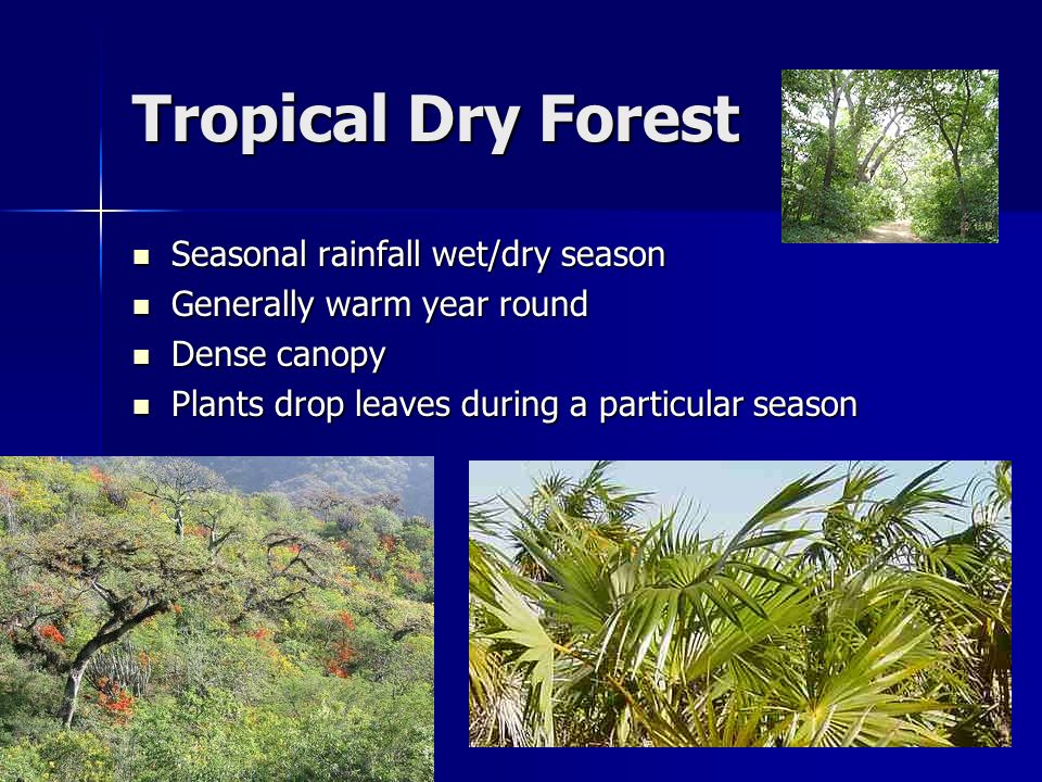 tropical forest definition tropical forest climate