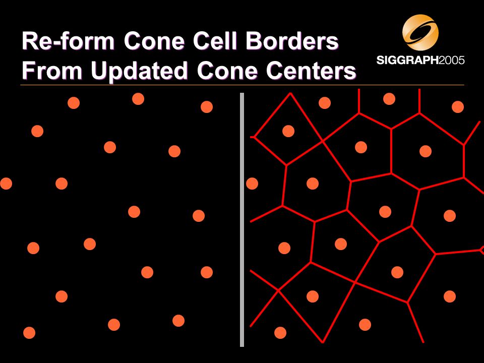 Re-form Cone Cell Borders From Updated Cone Centers