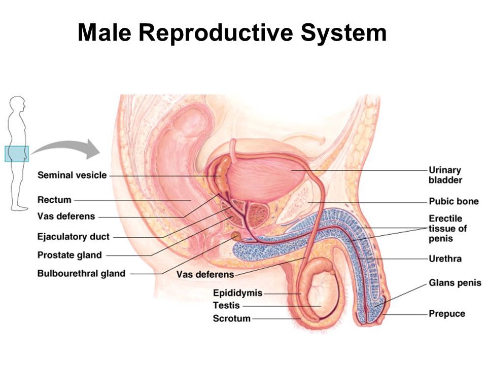 Human male sex organ pictures