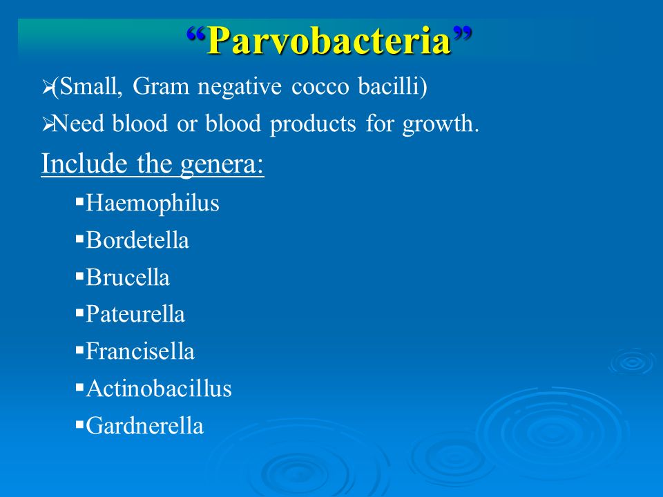 Parvobacteria   (Small, Gram negative cocco bacilli)   Need blood or blood products for growth.