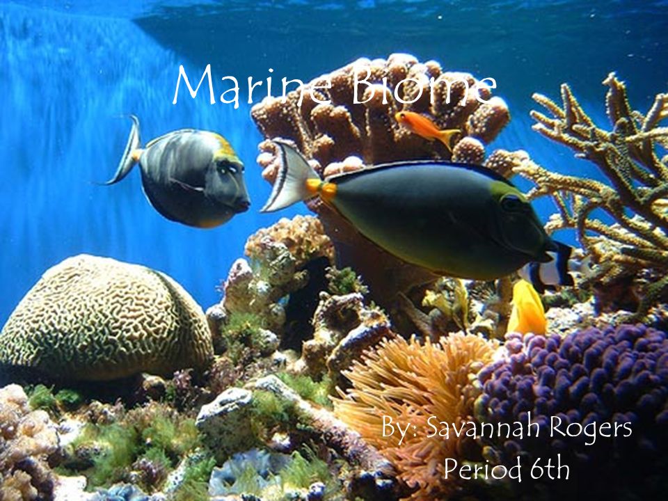 Marine Biome By: Savannah Rogers Period 6th