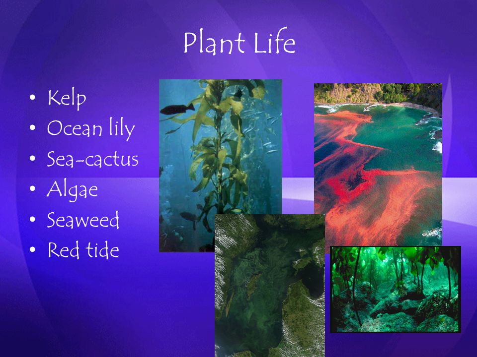 Plant Life Kelp Ocean lily Sea-cactus Algae Seaweed Red tide