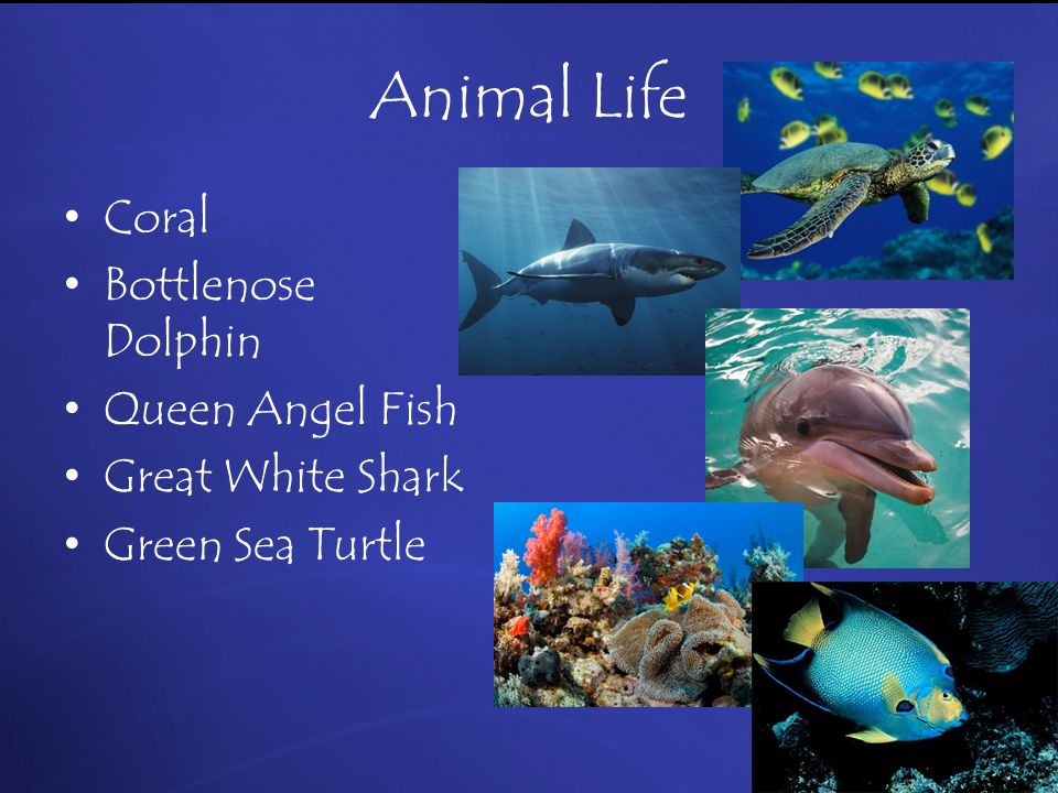 Animal Life Coral Bottlenose Dolphin Queen Angel Fish Great White Shark Green Sea Turtle