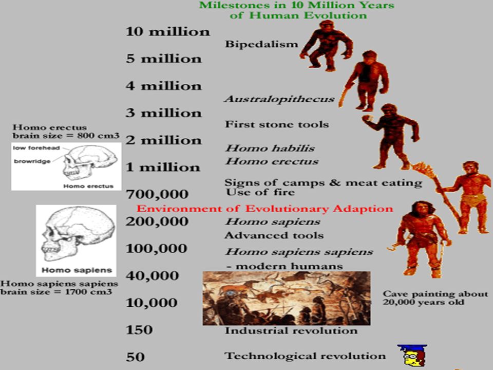 Human Evolution Stages Chart