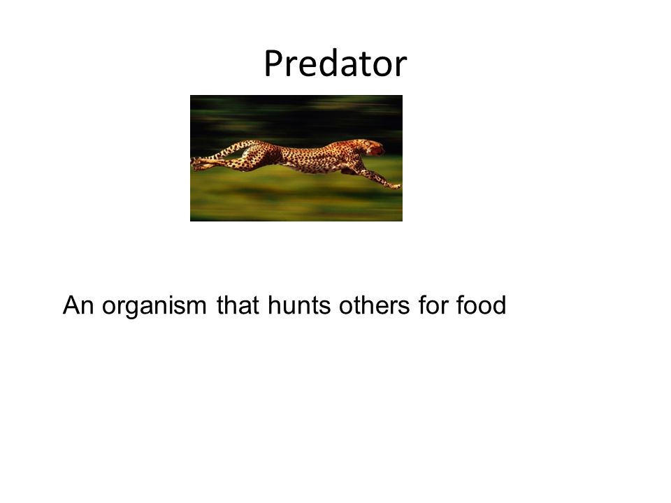 Predator An organism that hunts others for food