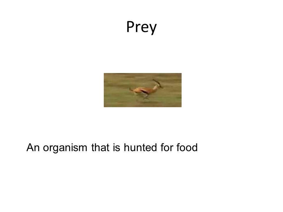 Prey An organism that is hunted for food