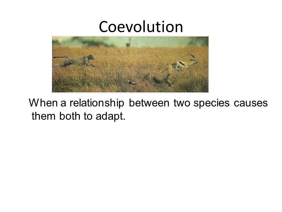 Coevolution When a relationship between two species causes them both to adapt.