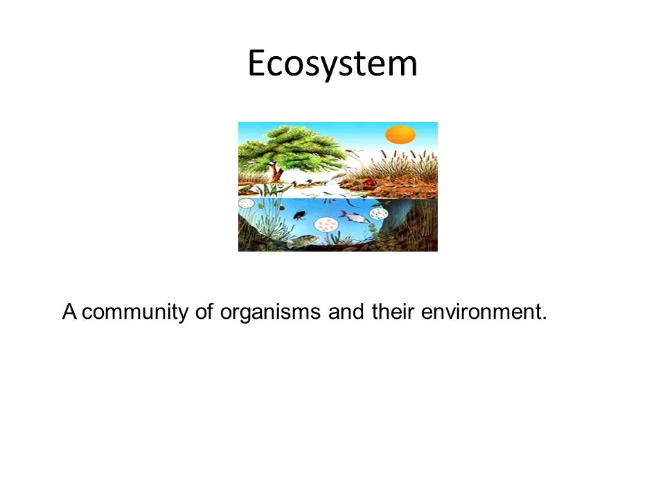 Ecosystem A community of organisms and their environment.