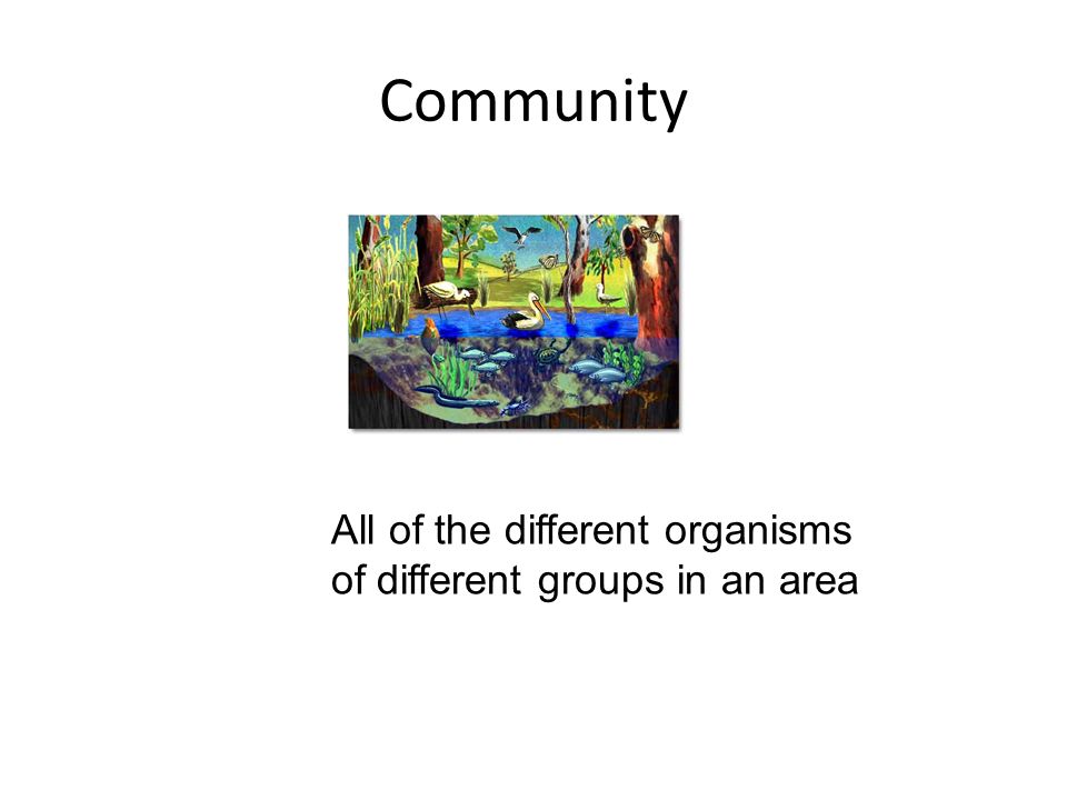 Community All of the different organisms of different groups in an area