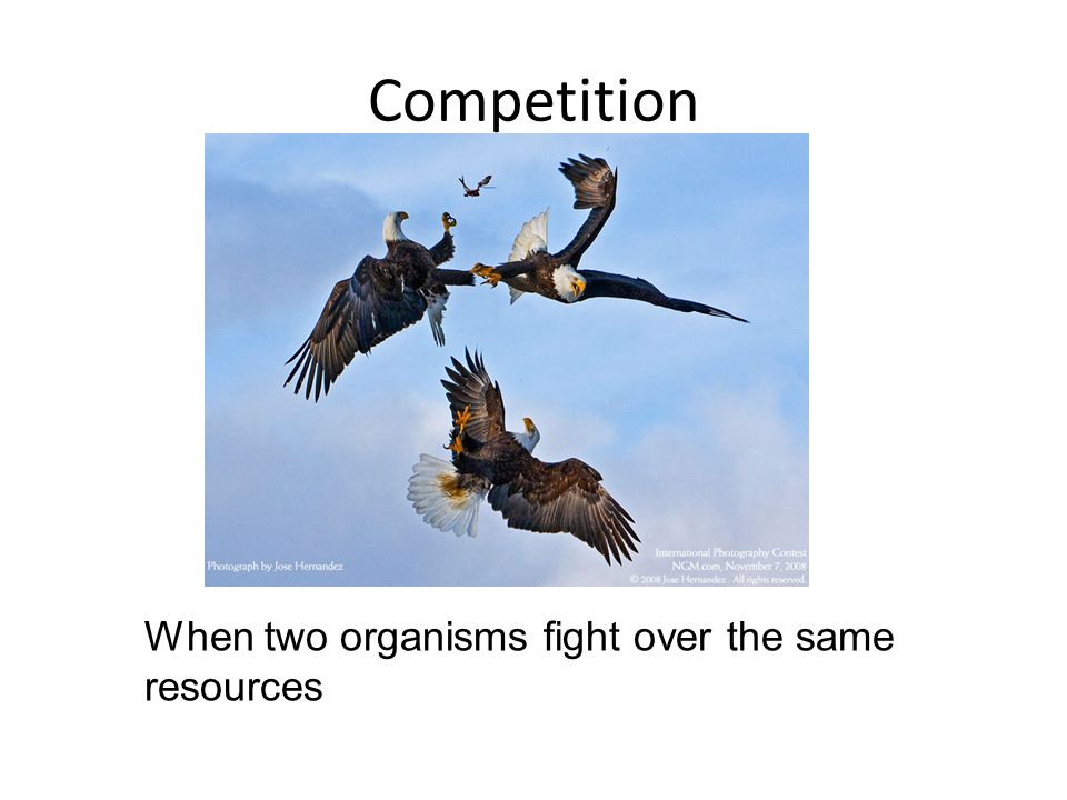 Competition When two organisms fight over the same resources