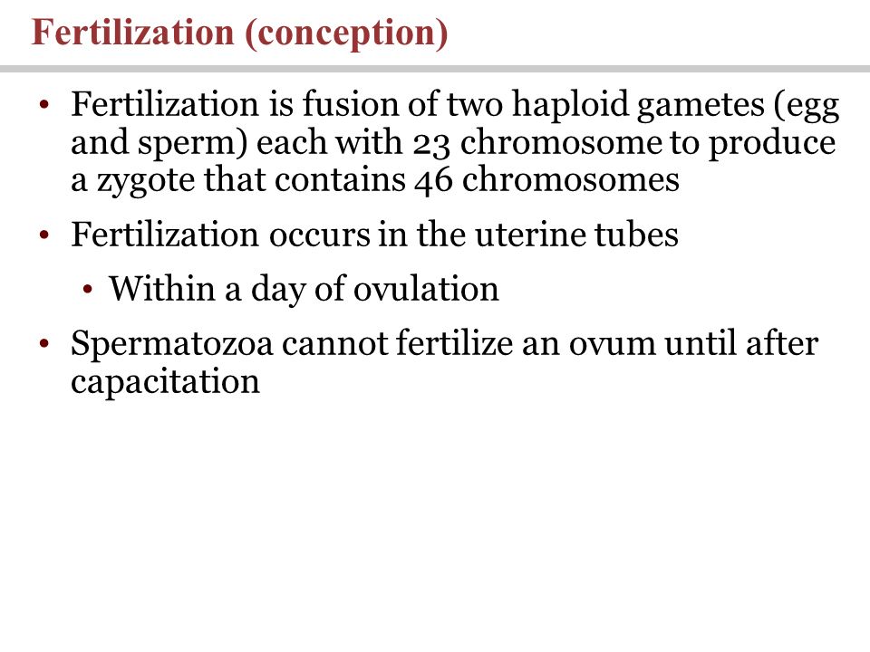 Fertilization is fusion of two haploid gametes (egg and sperm) each with 23 chromosome to produce a zygote that contains 46 chromosomes Fertilization occurs in the uterine tubes Within a day of ovulation Spermatozoa cannot fertilize an ovum until after capacitation Fertilization (conception)
