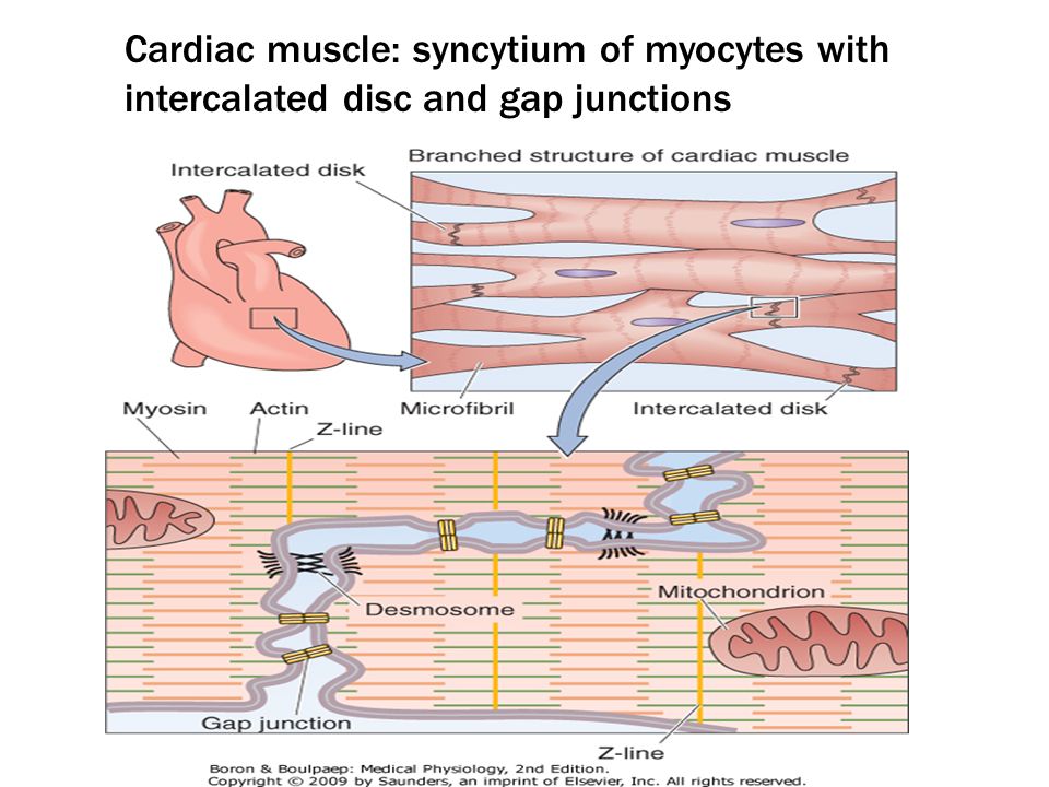 Excitable tissue- cardiac muscle Dr. Shafali Singh. - ppt download
