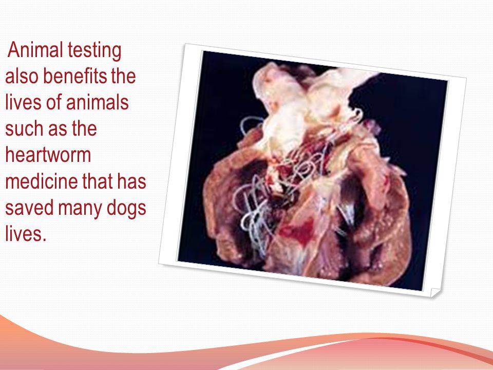 What is Animal Testing? Animal testing is the use of animals in scientific  experiments. Most animal testing is done by universities, pharmaceutical  companies, - ppt download