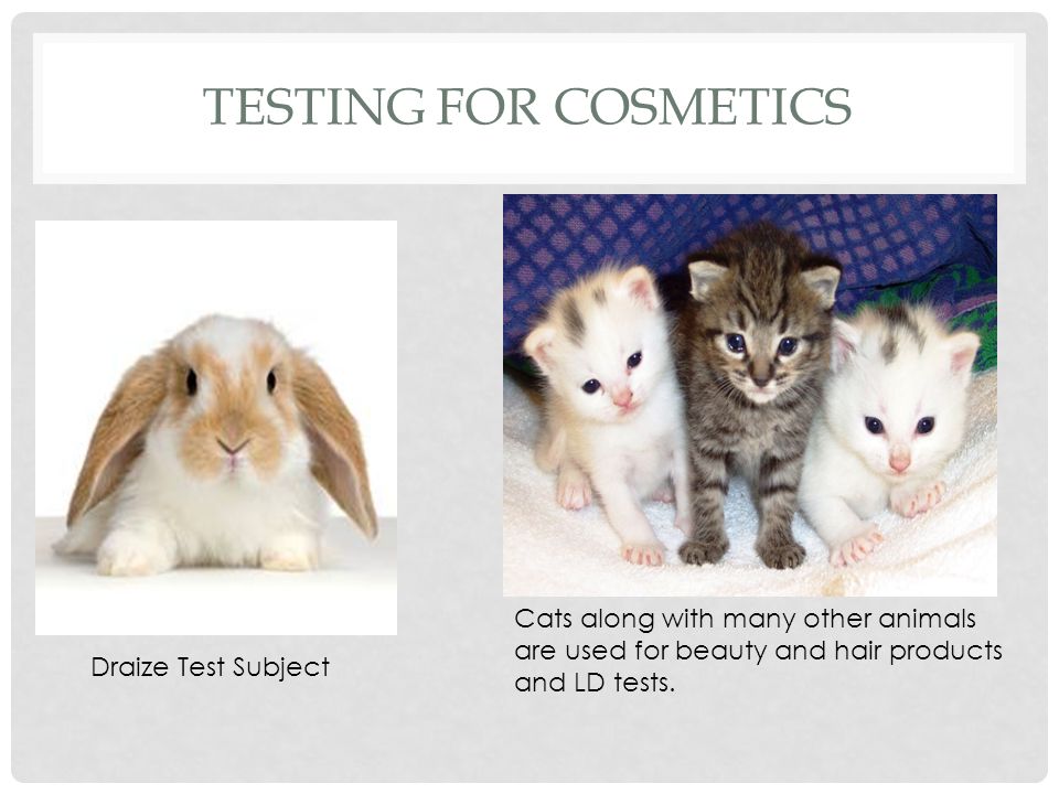 BY JACKIE CROZIER ANIMAL TESTING. TESTING FOR COSMETICS Draize Test Subject  Cats along with many other animals are used for beauty and hair products  and. - ppt download
