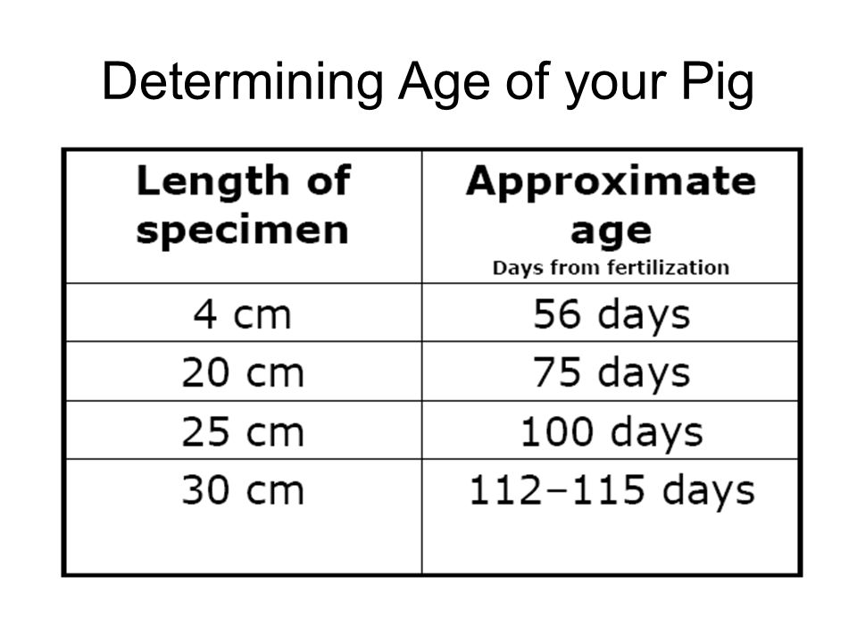 Fetal Pig Length Age Chart